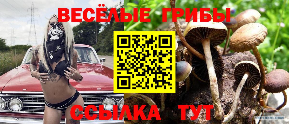Псилоцибиновые грибы мицелий  Вход с VPN  цена   Галлюциногенные грибы Cubensis  Гулькевичи 